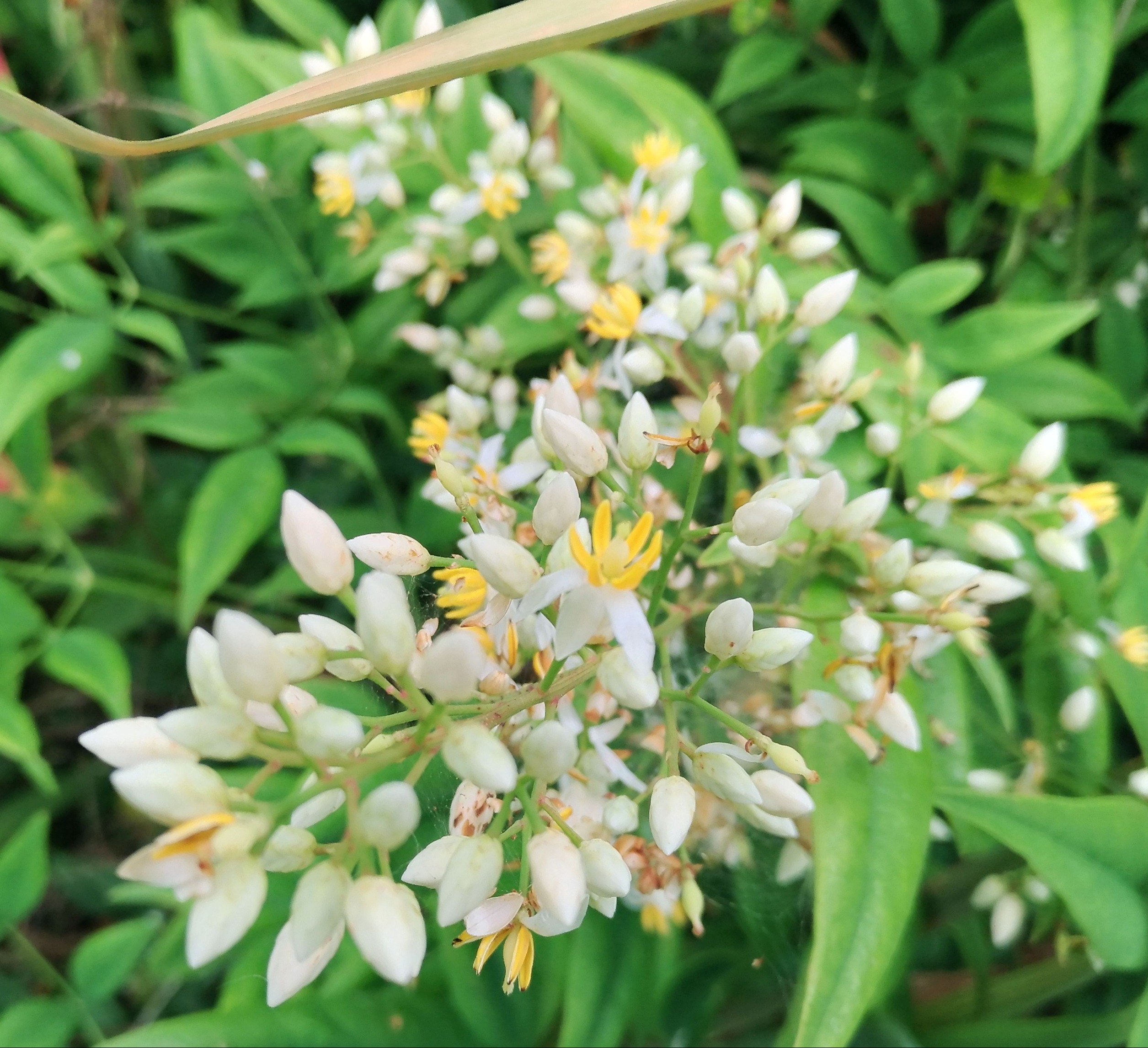 Uzivatel こころんグリーン Na Twitteru 空き地のナンテンにたくさん花が咲いています 白い花びらに 黄色い雄しべが目立ちます 凄い数の花が開いています 秋には 赤い実がたくさん生ると思います ナンテン 白い花 雄しべ 赤い実 山野草 野草 初夏
