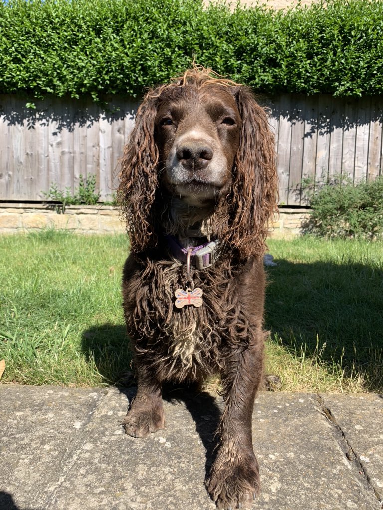 Hildog78's tweet photo. Thank the Lord that the Groomers are open...... and she knows I can come in last minute when she has a cancellation! #hotdog #dogsneedhaircutstoo #myboyFrank #somelad #GSOAT https://t.co/IVIaDlbaIM