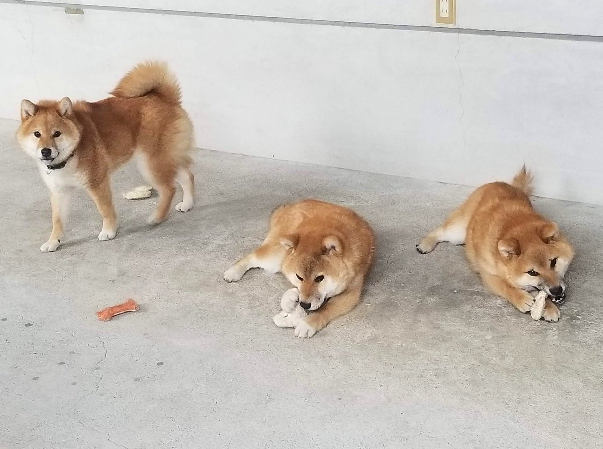 柴犬たま この頃はヘチマの噛むおもちゃがお気に入り 柴犬コイ 柴犬トロ 柴犬ウニ T Co Ypo3ejjsv5