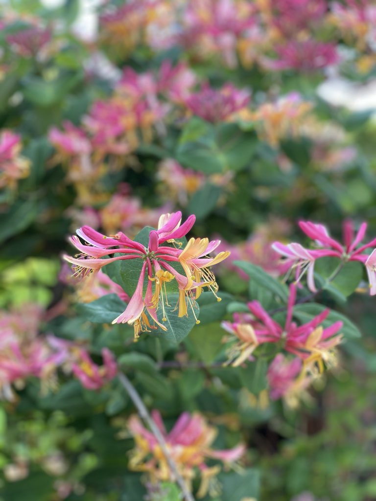 iam_seQUENCE's tweet photo. I saw these beauties on my way to sch and I couldn’t resist but take out my phone to capture this beauty of nature... God indeed is a creator (he makes all things beautiful) #iphonephotography #hatography #flowers #NaturePhotography #roses https://t.co/AkwuXqNO4P