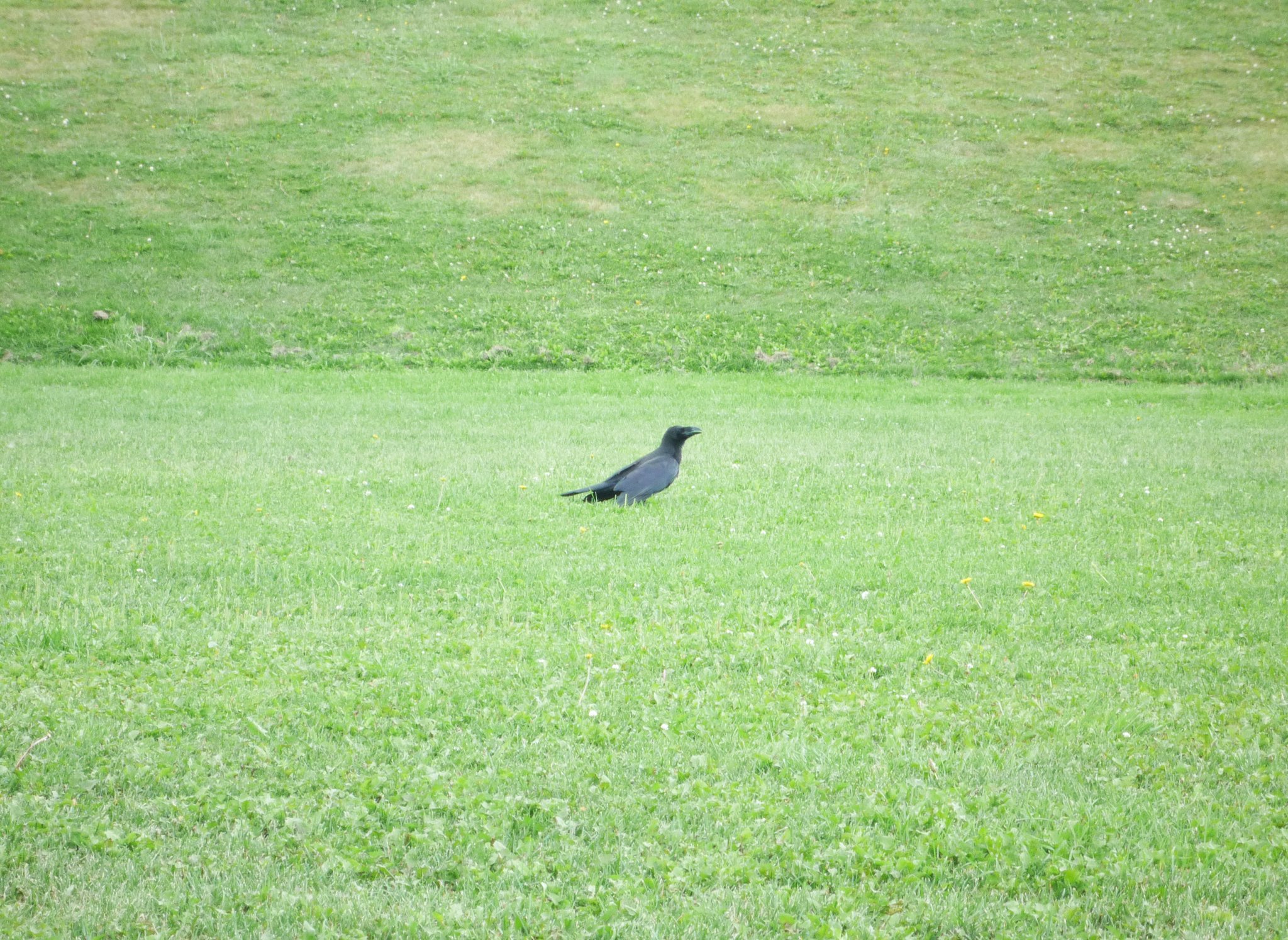 モエレ沼公園 カラスにご注意ください 最近 園内でカラスに襲われる被害が相次いでいます 自転車のかごに食べ物をいれていたり 食べ物が入っていそうな大きさのカバンを持っていたりすると狙ってくるようです くれぐれもご注意ください カラスを