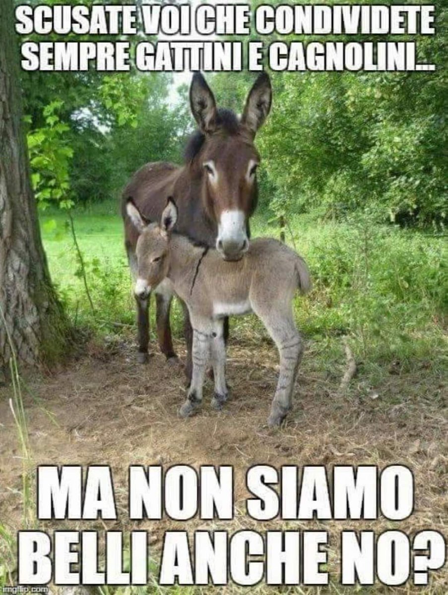 LucaVettraino's tweet image. 