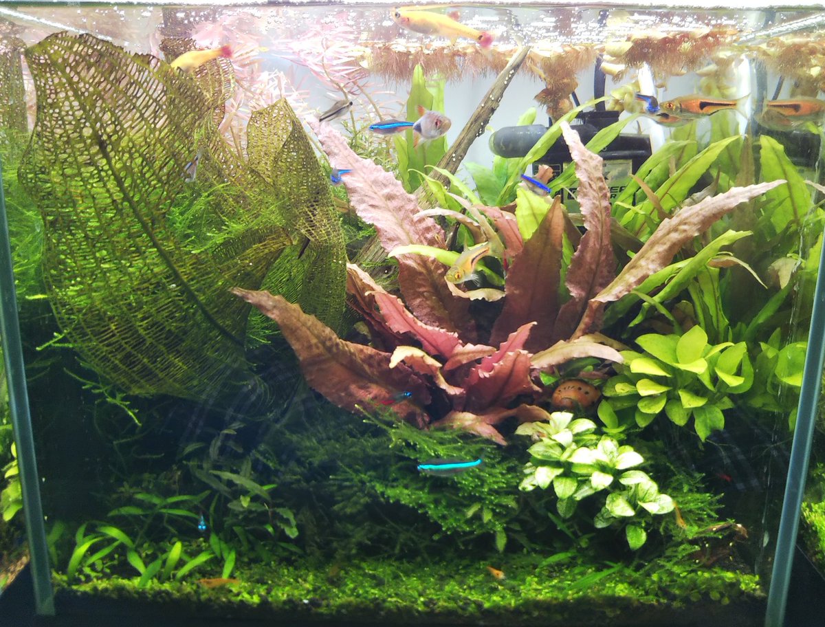 デナリー社 クリプトコリネフラミンゴ  無農薬！  超特大株 デナリー社 クリプトコリネフラミンゴ 無農薬！ 超特大株