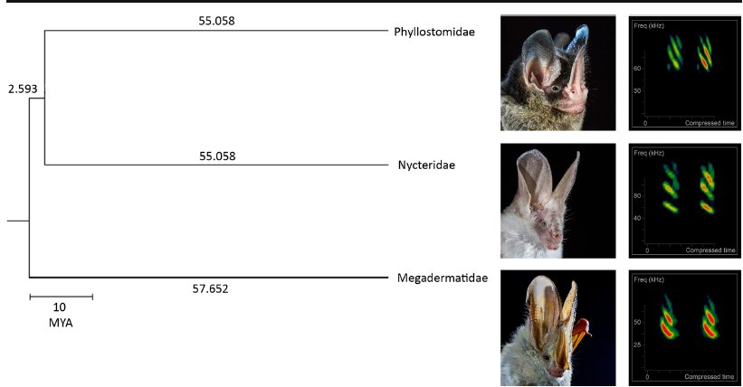 Echolocation of Central Amazonian ‘whispering’ phyllostomid #bats: call design and interspecific variation

rdcu.be/b4u7F

JUST OUT

by @TallyYoh <a href="/PeterGSyme/">Peter Syme</a> <a href="/RicardoNature/">Ricardo Rocha</a> <a href="/ChrisFJMeyer/">Christoph Meyer</a> &amp; <a href="/adria_baucells/">Adrià López-Baucells - Connecting Bats & People</a>