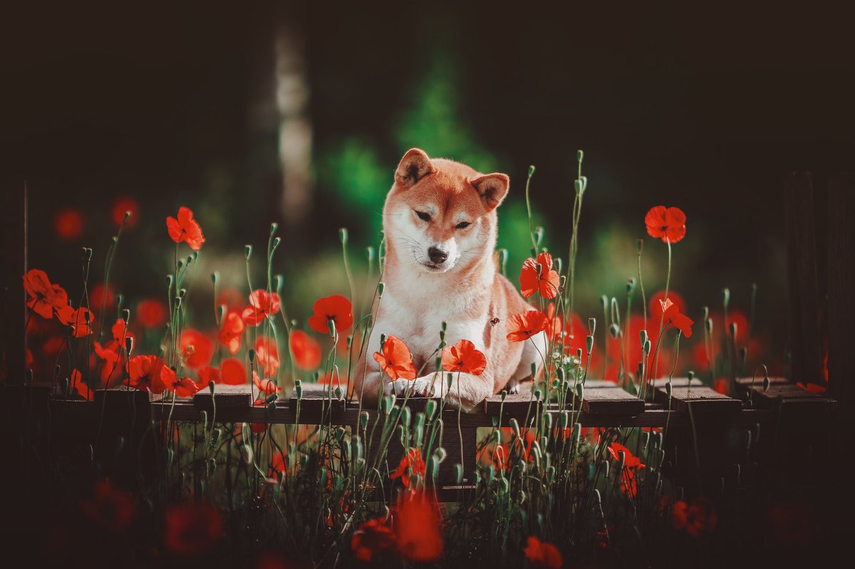 Gisteren had Djen een prachtige fotoshoot in een klaprozenveld en wat is het resultaat mooi geworden! 
Met o.a. dit lucky shot met een hommel die voorbij vloog😍😍
#klaprozen #klaprozenveld #hondenfotografie #honden #shiba