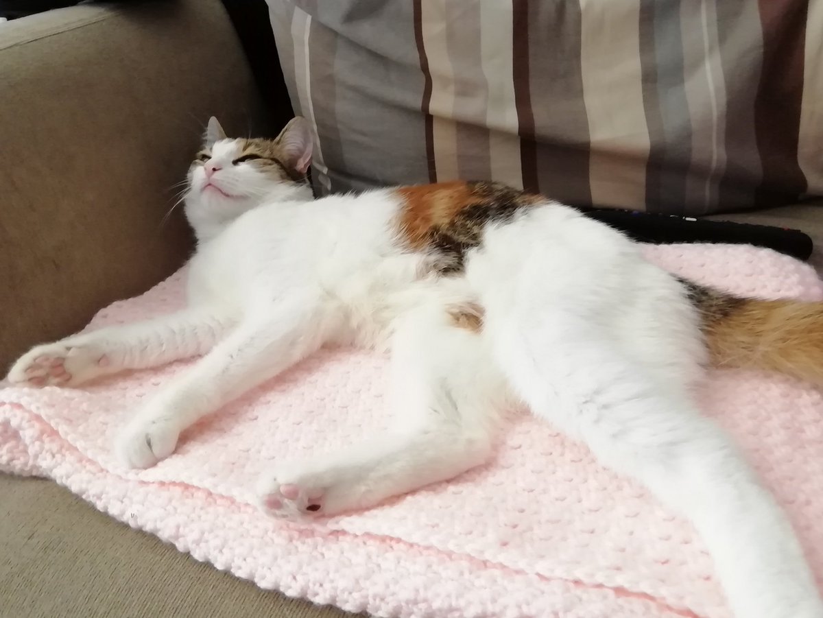 Neuqie's tweet photo. Precious child is already loving the bed on working on for her ❤️ hopefully will be complete soon! https://t.co/hqFuOZcm2N
