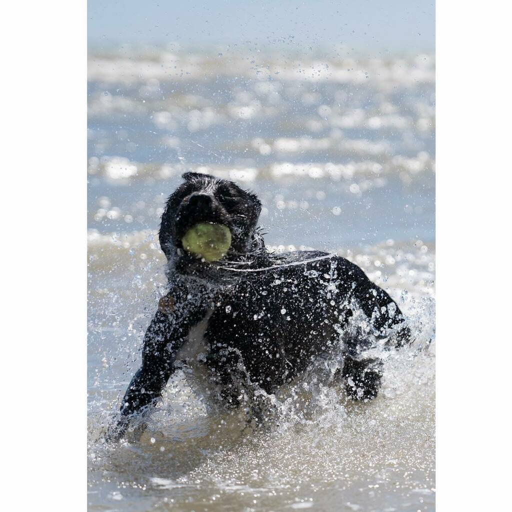 jamesroyclarke's tweet photo. Beach dog.
.
#dogsofinstagram #dogs #blackdog #beachdogsofinstagram https://t.co/z1Jbgwh5ua https://t.co/8Bi0y6RpDG