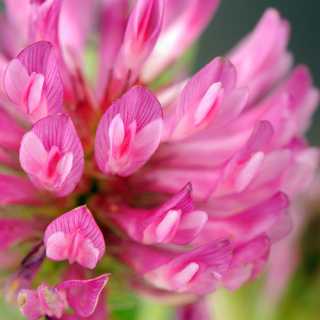 UKPromensil's tweet photo. Oestrogens play a vital role in maintaining a woman’s health and well-being over her lifetime, but levels start to drop during the menopause causing a multitude of symptoms. That's where Promensil Red Clover can help. Phytoestrogens are derived from naturally occurring compound https://t.co/2CDZtRV7kQ