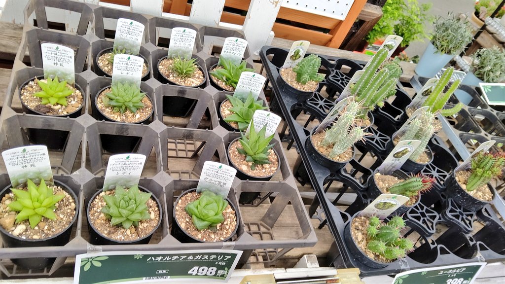 つくし 多肉植物垢 23 コーナンの多肉植物コーナー ちょっと管理が悪いようでかなり水不足な感じの子がいたり ダメになってるサボテンがいたり少し残念でした ホームセンターは店によってこういうことがあるのでつらいですね コーナン 多肉