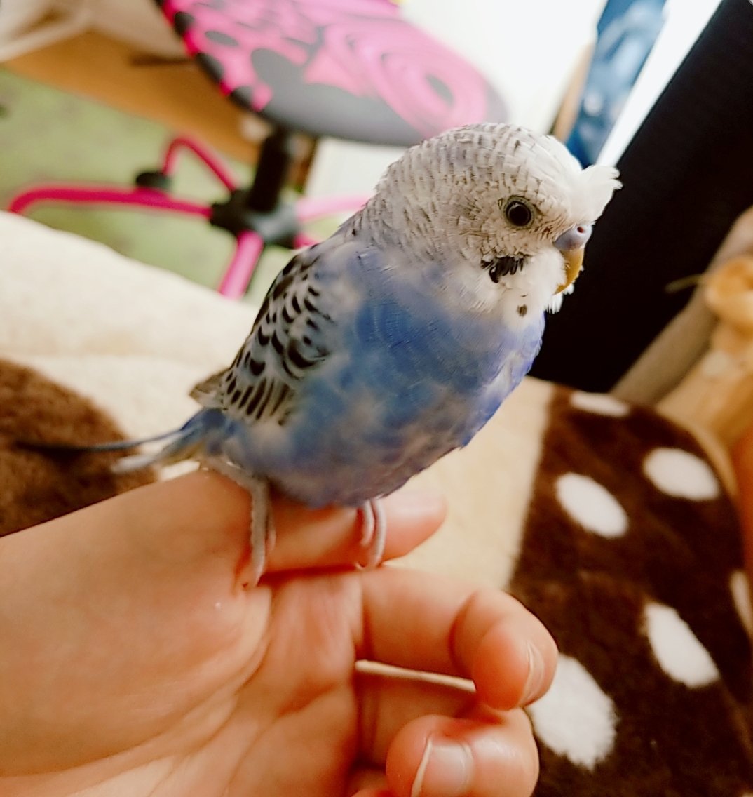 鳥バカ 鳥バカ
