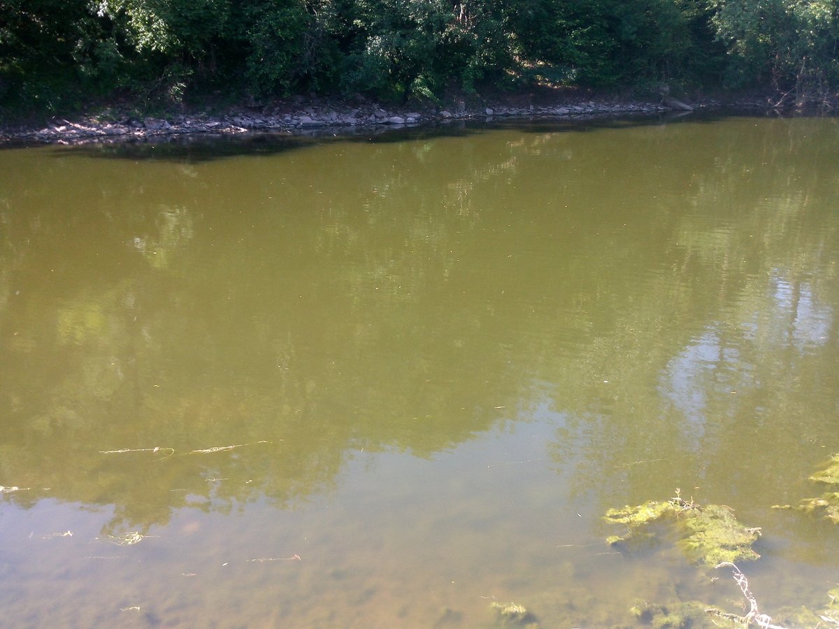 AfonyddCymru's tweet image. The Lower Wye today. Pea soup from floating algae in the water column. This is what discharging nutrients into rivers does in hot weather. The temperature will rise even higher (it was 72F yesterday) Will our protected species survive? @WGEnviroAgri @Lesley4Wrexham @NatResWales
