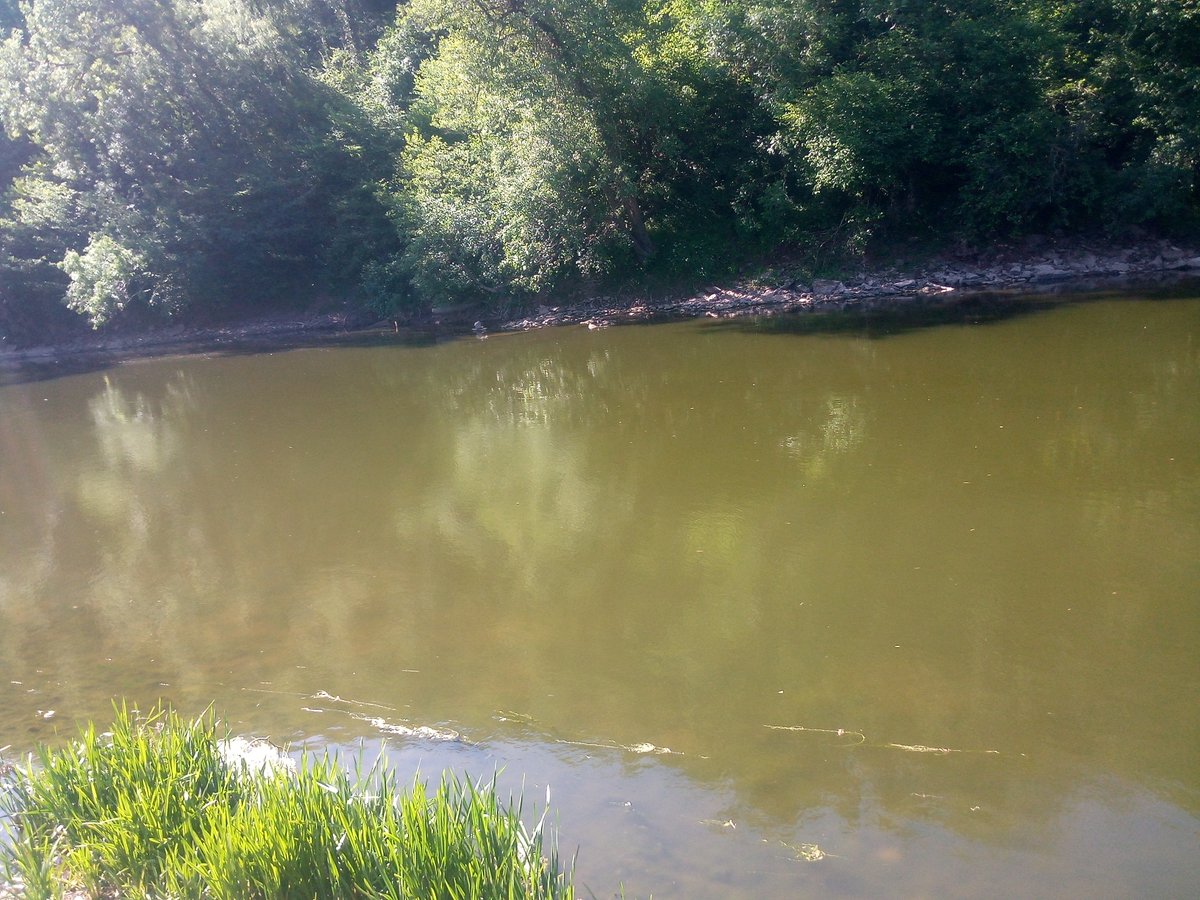 AfonyddCymru's tweet image. The Lower Wye today. Pea soup from floating algae in the water column. This is what discharging nutrients into rivers does in hot weather. The temperature will rise even higher (it was 72F yesterday) Will our protected species survive? @WGEnviroAgri @Lesley4Wrexham @NatResWales