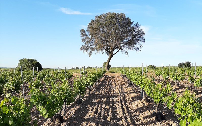 'Chelo la Palanganera', del extremeño Joaquín Ortíz, ganadora del concurso `Pueblos y sabores´impulsado por @RutaVinodeRueda y @alimentosVALL #vino #vinoDO #denminaciondeorigen #concurso ow.ly/HoRA30qLtPO