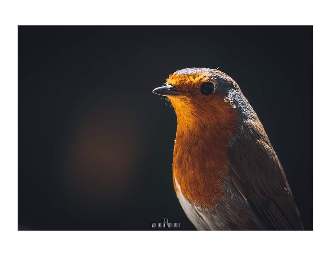 A portrait of our resident Robin. I've only used my camera in the garden this weekend! It's been nice and relaxing though - I hope everyone had a good one! 

#WexMondays 
#fsprintmonday 
#MondayMotivation 
#wildlifephotography