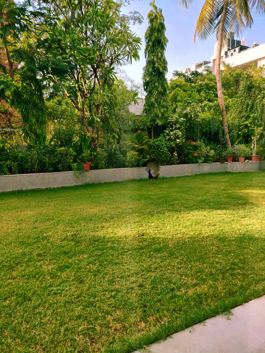 SaralPatel's tweet photo. Look who is here. 🦚 https://t.co/jZFgukaZXR