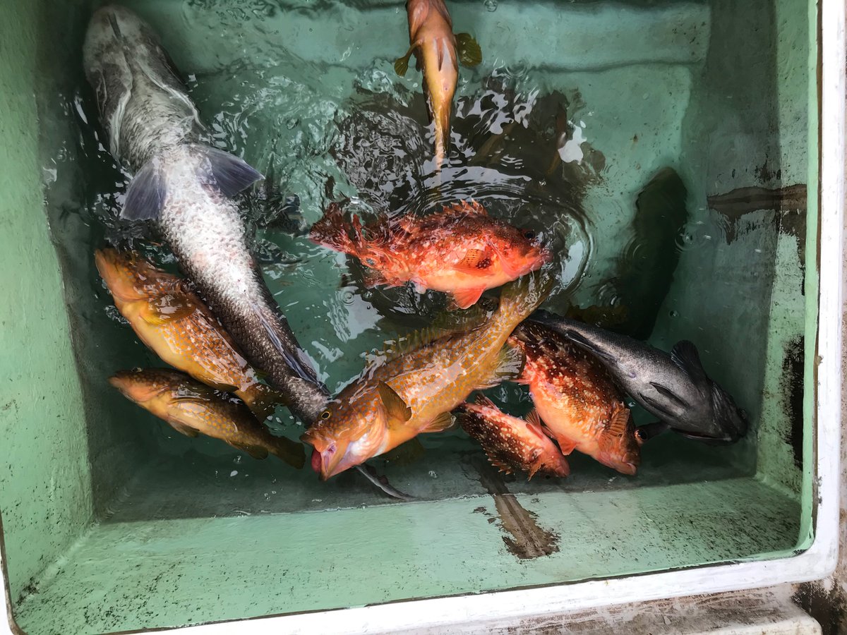 まる丸 Ik3marko טוויטר