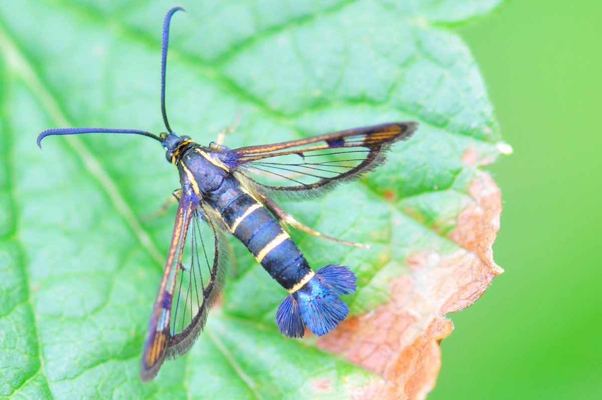 TBeetles's tweet photo. Currant clearwing (Synanthedon tipuliformis) making its annual appearance on the blackcurrant bush. Nottinghamshire. #clearwingmoth #Lepidoptera https://t.co/KmumzoEXzt