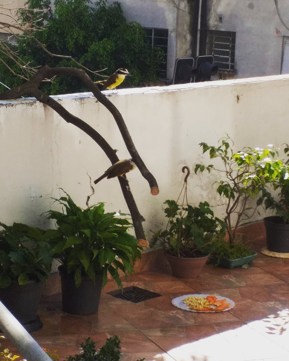 Kazveg_'s tweet image. A vizinha aqui também é gente boa com os "passarinhuuu" 💞🐦🍌🥭

Inspire-se! 🌤🌳

"Passarinhos soltos a voar dispostos..." 🎶🎚🍃

#passarinhos #gaiolasvazias #somospassarinhos #empatia #passaroslivres #inspire #emicida #vevo #hiphop #animais #naocompremanimais #liberte