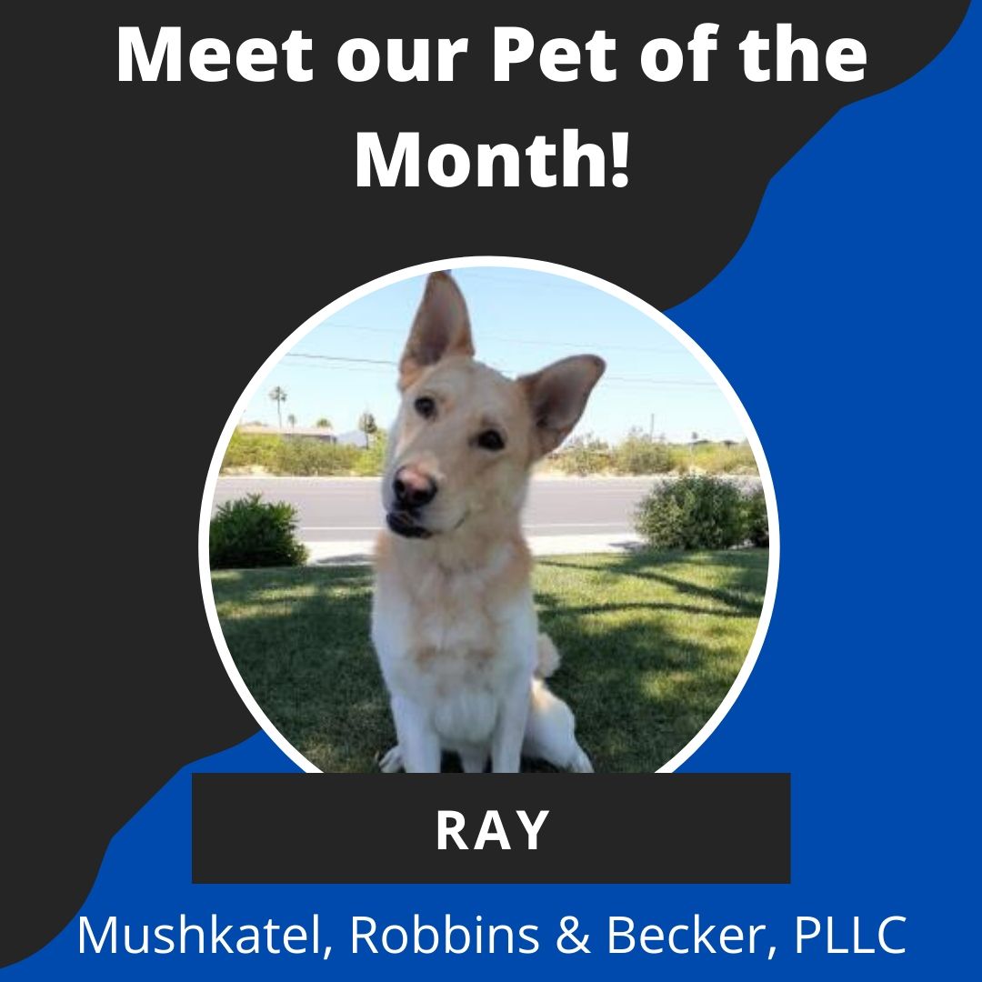 PhoenixLawTeam1's tweet photo. Meet our #PetoftheMonth, Ray!

He is a handsome Alaskan Husky / Shepherd mix. Let’s help find Ray his forever home! Find more information about him here.
https://t.co/RqK8cUYZ44 https://t.co/3FcSElPF2m