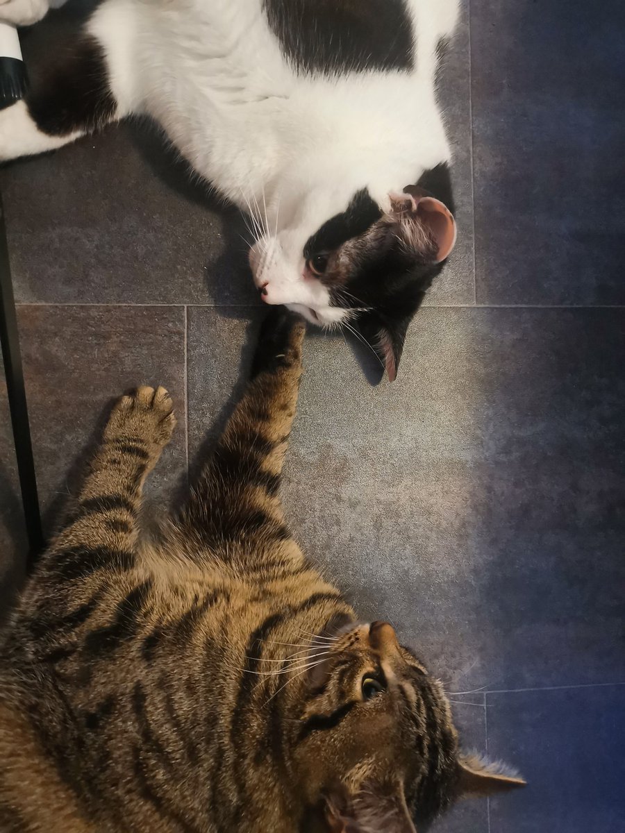 It's the interns first #birthday today. #cat #CatsOfTwitter #cats