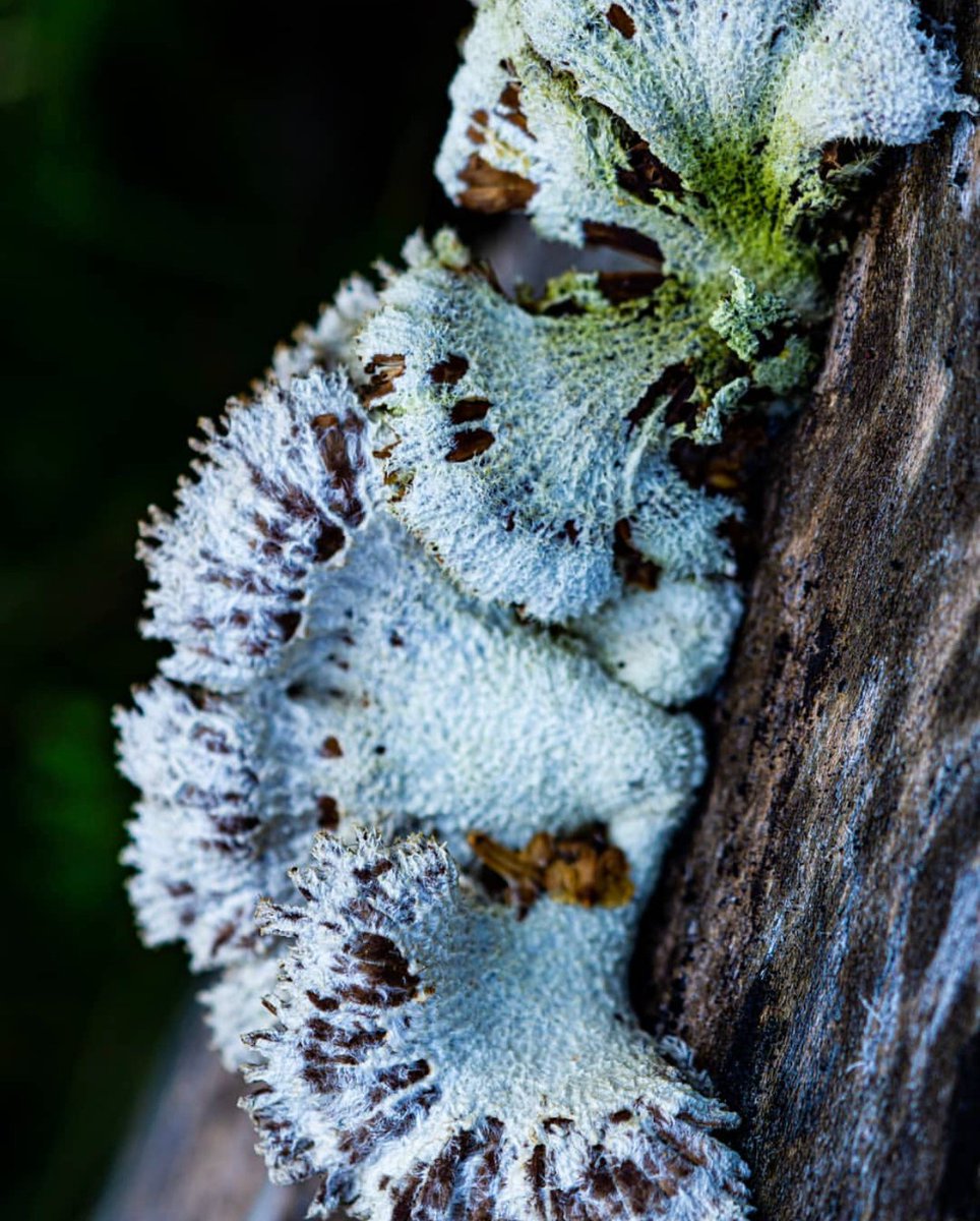 FoDiscoveryPark's tweet photo. Mushroom Monday! Split Gill mushroom photographed in Discovery Park by our friend Joel Cubbie (@pnwfungi on IG).
#DiscoveryPark #SeattleParksandRec #mushrooms #fungi #mycology #pnw #urbanforest #nature #seattlediscoverypark #fortlawton #friendsofdiscoverypark #splitgill https://t.co/rGt2flm4WG