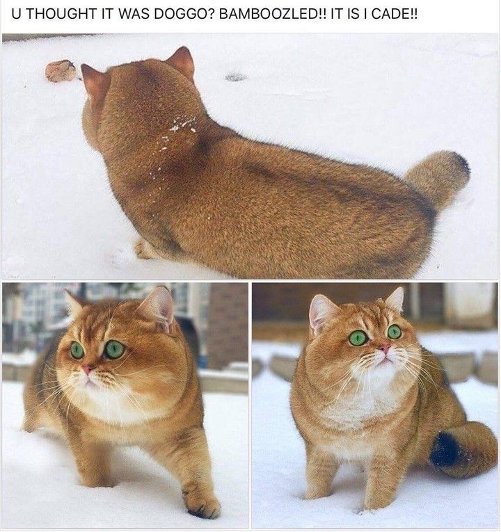 CatSongs tweet media