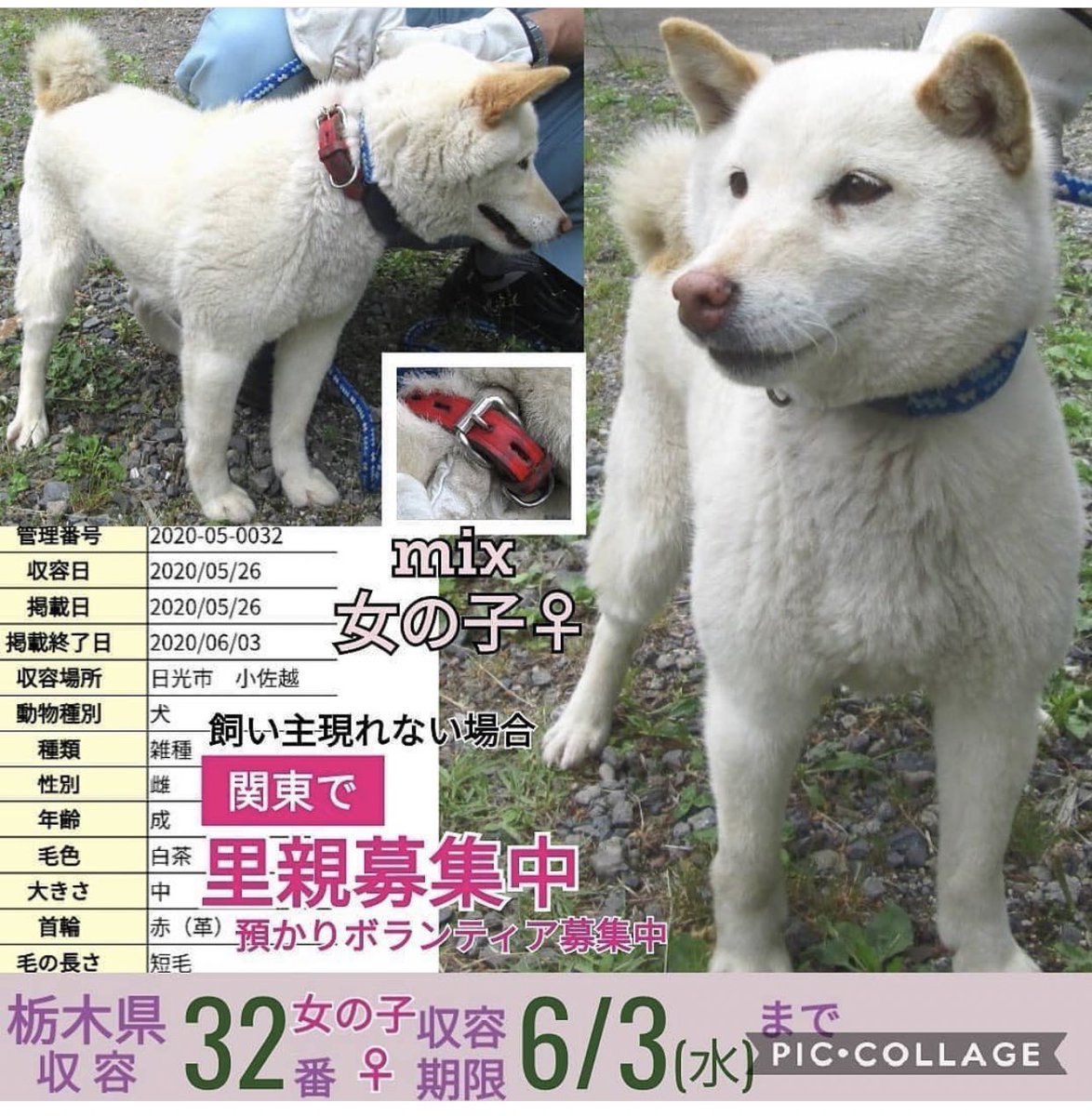大タコちゃん 里親募集中 雑種犬 わんこ 犬 Mix犬 可愛い 保護犬 犬がいる暮らし 犬好きな人と繋がりたい 家族 関東 栃木県 埼玉県 東京 お犬様 保護犬 里親募集 埼玉県 東京 柴犬系 迷子犬 迷子犬情報 探してます 里親募集中