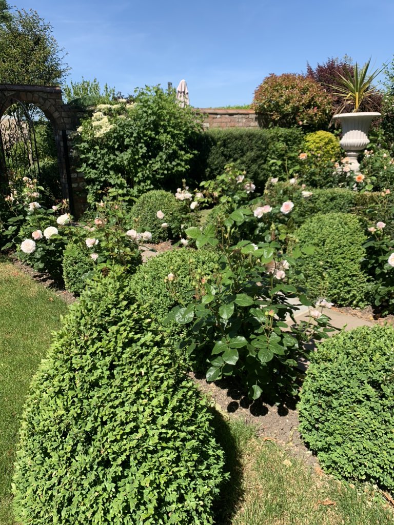 theFamilySK's tweet image. Roses colour in the spaces between verdant box balls. A technique I employ throughout the garden to ensure there is an evergreen structure throughout the year. #boxballs #topiary #evergreen #rose #emilybronte #fragrant #blooms #shrubrose #apricot #softpink #rosesaremyfavourite