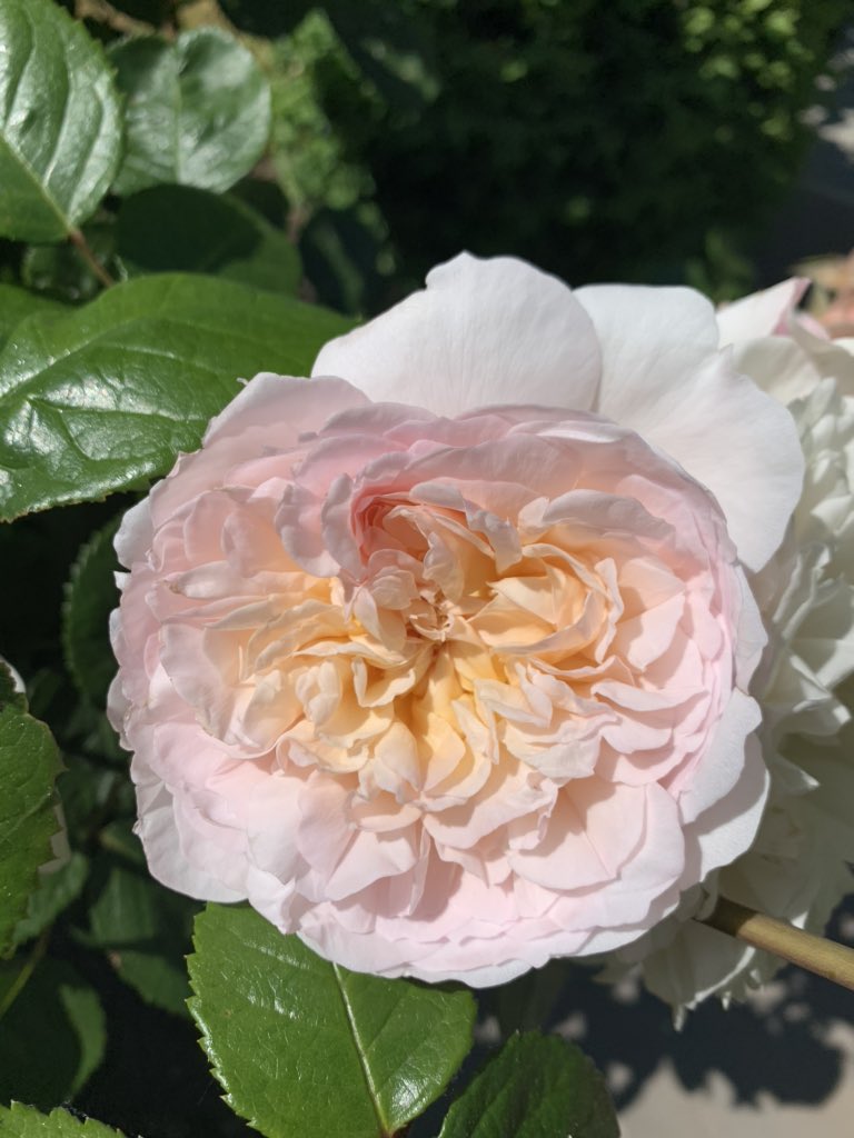 theFamilySK's tweet image. Roses colour in the spaces between verdant box balls. A technique I employ throughout the garden to ensure there is an evergreen structure throughout the year. #boxballs #topiary #evergreen #rose #emilybronte #fragrant #blooms #shrubrose #apricot #softpink #rosesaremyfavourite