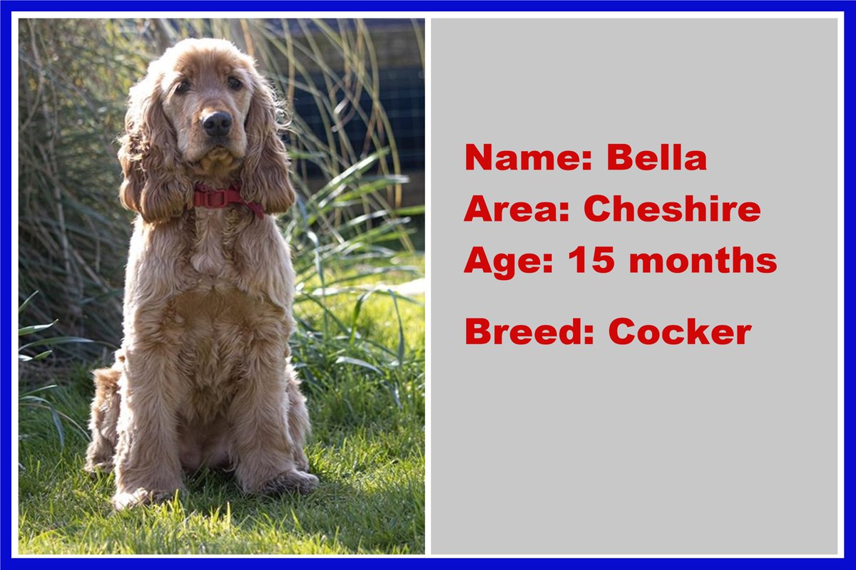 SpanielAidUK's tweet photo. https://t.co/g1Hzw6kBTs Bella in Cheshire is available for adoption please follow her link for all her info and pleaser RT. #fosterdog #dogsoftwitter #dog #dogs #cocker_spaniel #spaniel #AdoptDontShop #rescuedog #rescueismyfavoritebreed #spaniels_rule https://t.co/aSII7lZGZC