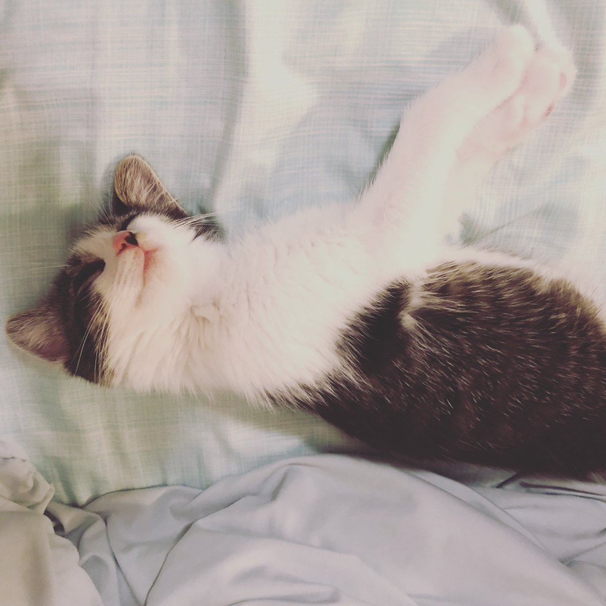 AC_Writes's tweet image. Monday Mood.