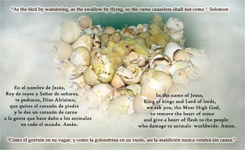 girasol2201's tweet photo. @juliana_monty @CindyPisowicz #FightForTheInnocent
#CompassionOverCruelty
#Quotes
#Frases
#StopAnimalAbuse
#Compasión
#Compassion
#Motivación
#Motivation
#EndLessLove
#EndSuffering https://t.co/Be7RRlskEc
