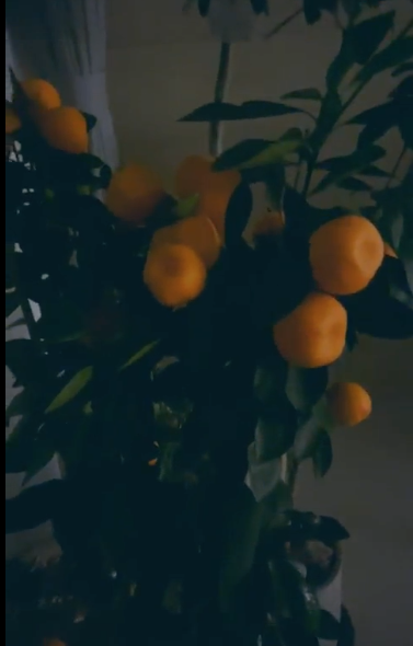 Minhyun showed off his yuzu tree in his living room! He said it's doing really well. He also has an olive tree next to it. He tried eating one of the yuzu fruits earlier and he said it was really bitter and sour  #뉴이스트  #NUEST  #민현  #Minhyun  @NUESTNEWS