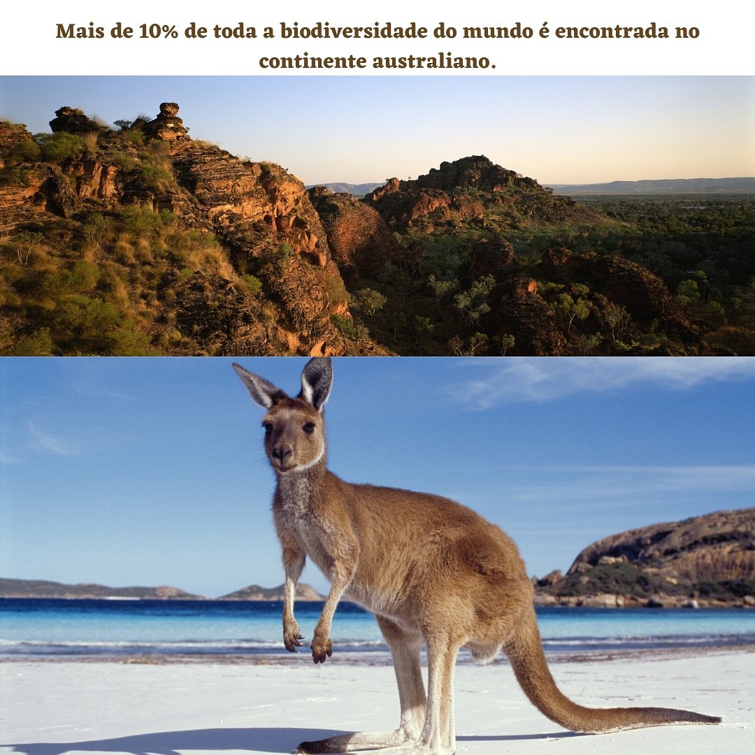 ZConhecimento's tweet photo. A Fauna Australiana é única no mundo. São mais de 80% dos animais do país que só existem naquela região. 
Segundo o governo Australiano, em um total de 1 milhão de espécies diferentes. 

Instagram: https://t.co/YyxqJ86Atc

#biodiversidade #fauna #biologia #animais #australia https://t.co/VOeYJxgHGv