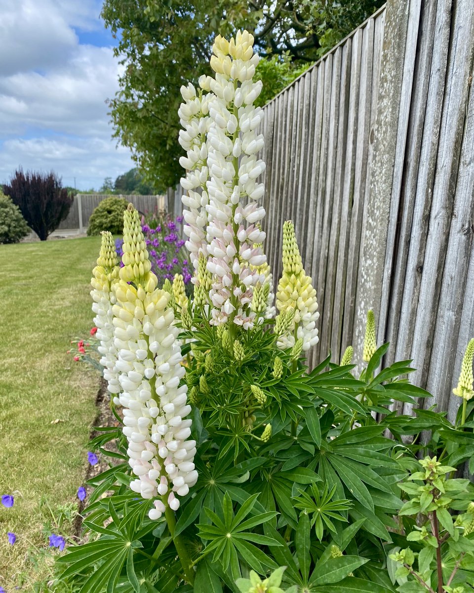 PremiumPlants's tweet photo. Lots of colour in the garden!  🌸 🌼
.                    
.              
.     

#premiumplants #gardendesign #gardeninspiration #landscapedesign #gardensofinstagram #landscapearchitecture #horticulture #gardener #gardens #instagarden #landscaping #gardening #plant #plants https://t.co/oKBzjGrnTn