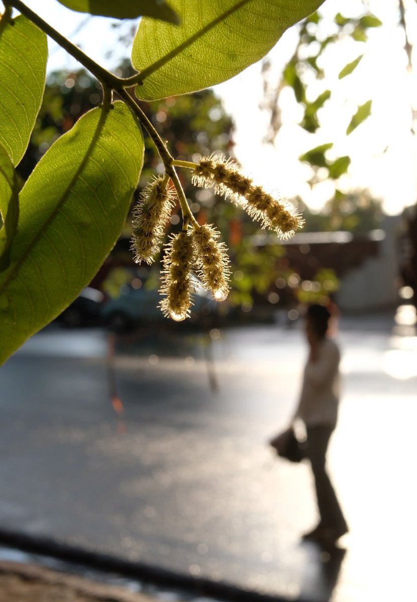 Arjun flowering.