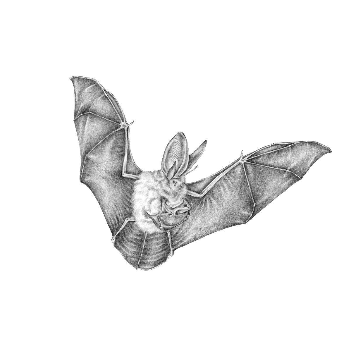 Lucia_Antunes's tweet photo. A baby bat to brighten your Monday // Plecotus genus
.
.
.
.
#scientificillustrator #scientificillustration #scientificart #ilustração #illustration #sciart #animalart #bat #batart #graphite #graphitepencil #graphitedrawing #batsofportugal #morcegos #plecotus #babybats🦇 https://t.co/whR7Mk4dMf