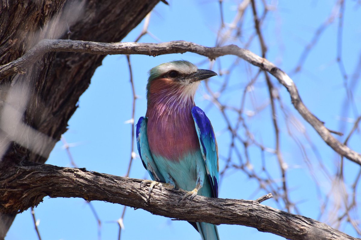 I'll kick off my #PostABird with my favourite bird; the Lilac Breasted Roller. A colourful flier with around 8 colours! Some say it could've been #Botswana's national bird had the Kori Bustard not been picked.
#MakgadikgadiPansNationalPark
#PostABird #BlackBirdersWeek