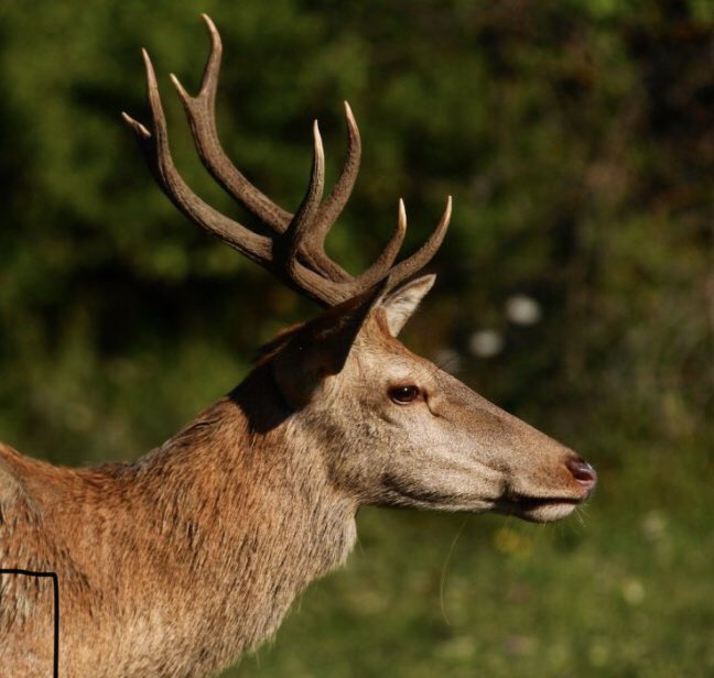 vareseselvatica's tweet photo. ✅ Nuovo articolo su https://t.co/x7oxncg0LL 👉 🦌 Il cervo rosso (Cervus elaphus) di Riccardo Lattuada ℹ️ Leggi tutto al link https://t.co/LA9AXy4tjh  #lipuvarese #varese https://t.co/a59CR6yCgD