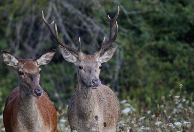 vareseselvatica's tweet photo. ✅ Nuovo articolo su https://t.co/x7oxncg0LL 👉 🦌 Il cervo rosso (Cervus elaphus) di Riccardo Lattuada ℹ️ Leggi tutto al link https://t.co/LA9AXy4tjh  #lipuvarese #varese https://t.co/a59CR6yCgD