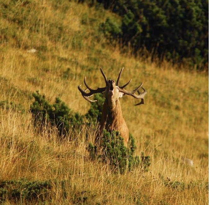 vareseselvatica's tweet photo. ✅ Nuovo articolo su https://t.co/x7oxncg0LL 👉 🦌 Il cervo rosso (Cervus elaphus) di Riccardo Lattuada ℹ️ Leggi tutto al link https://t.co/LA9AXy4tjh  #lipuvarese #varese https://t.co/a59CR6yCgD