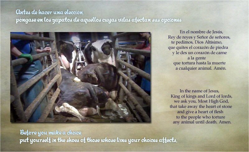 girasol2201's tweet photo. @sonic1930 @alexalav12 #FightForTheInnocent
#CompassionOverCruelty
#Quotes
#Frases
#StopAnimalAbuse
#Compasión
#Compassion
#Motivación
#Motivation
#EndLessLove
#EndSuffering https://t.co/6frlpZZ5td