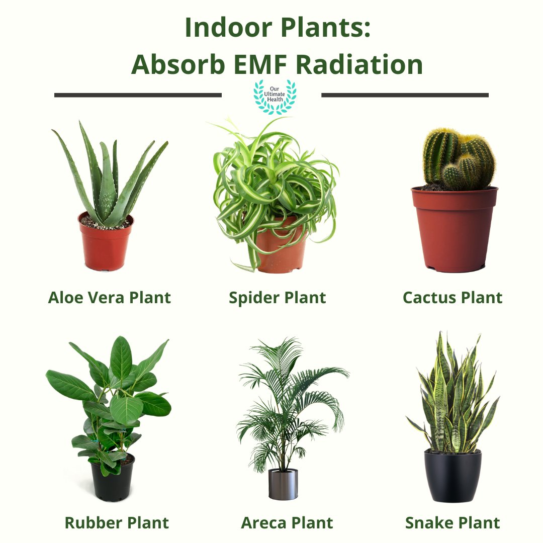 bord Forja intrare plants that absorb radiation comerciant blând speriat