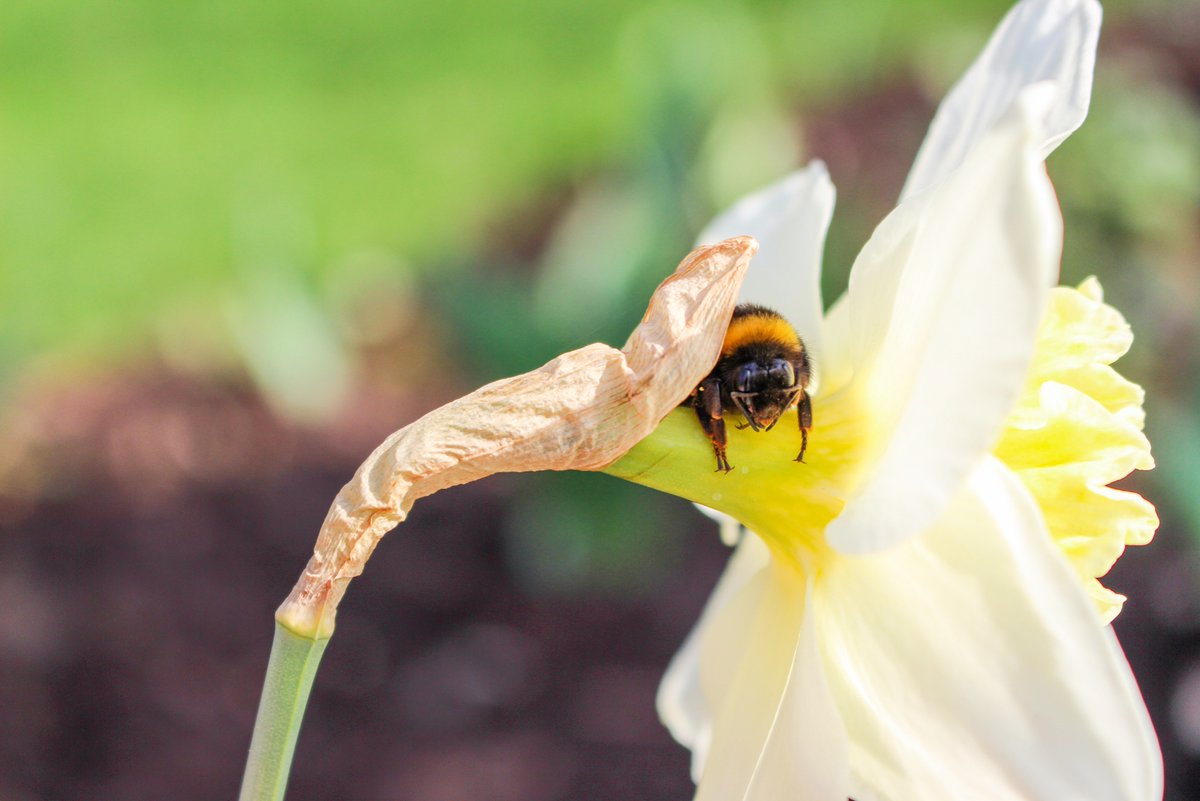 LahnsteinDe's tweet photo. Die Sonne strahlt ☀️ und auch die Bienchen summen und brummen fleißig vor sich hin! 🐝 Wir hoffen, ihr könnt das schöne Wetter heute genauso genießen, wie diese kleine süße Biene die sich auf der Narzisse wohl zum ausruhen und Sonne tanken niedergelassen hat 🌼🐝 #lahnstein_de https://t.co/aD3kTSXy5T