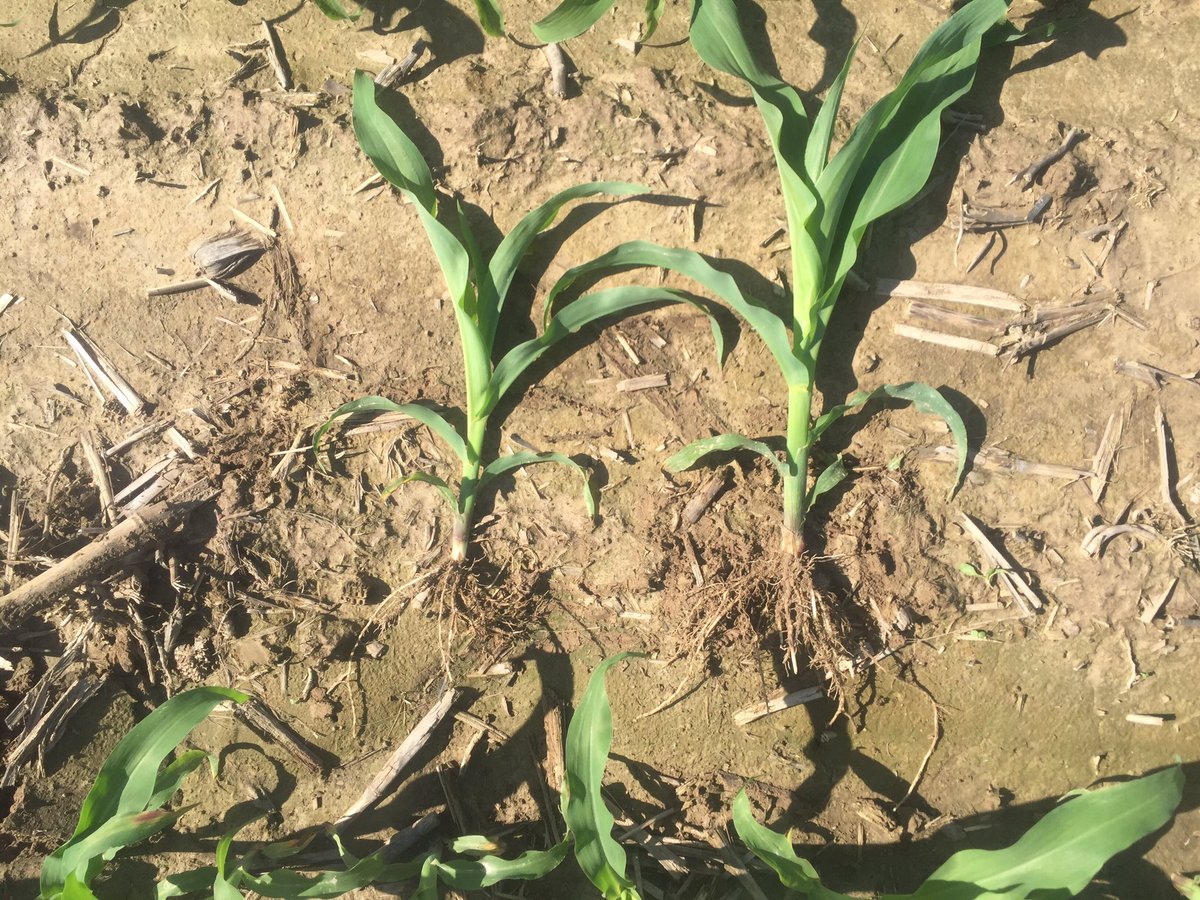 Evaluated some starter sxs over weekend planted April 6.  In furrow only on left, vs in furrow + 2x2x2 on right with ole faithful Cadillac mix of 28+10-34-0 and micros.  2x2 was 1 growth stage further along.  This is in high fertility ground with turkey manure.  Very happy corn!