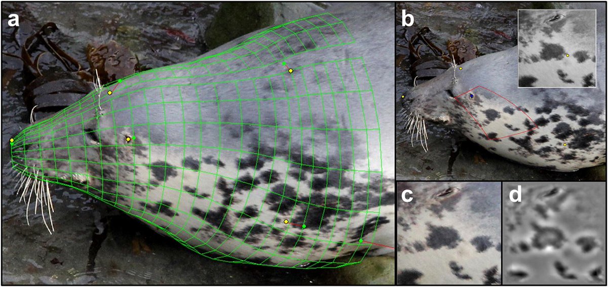 tomstringell's tweet image. After 3 decades of #EIRPHOT - grey seal photoID - in #Wales #Ireland and beyond, we are proud to publish this paper
link.springer.com/article/10.100…
Thanks to @LangleyIzzy @_SMRU_ and many contributors
@NatResWales @CeriWynMorris @RebeccaBoys @HollySelf107 @c_duigan