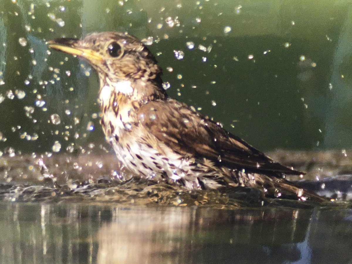 Seizingmoment's tweet photo. Thrush # British bird # water # splash https://t.co/8h8iVIG3G0