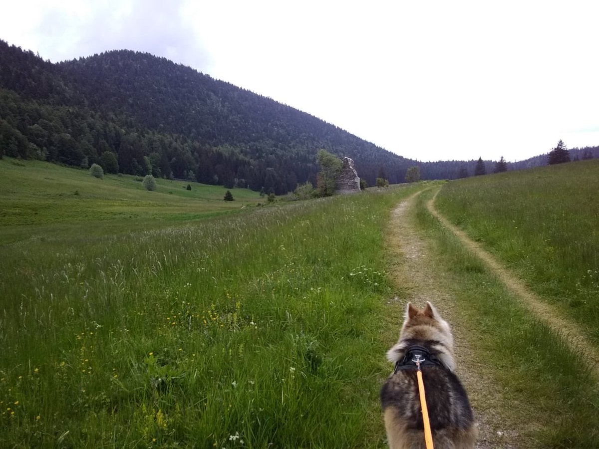 SandrineAvon's tweet photo. [#MondayMotivation] Parc régional @ParcDuVercors https://t.co/QwhwMVqHhX