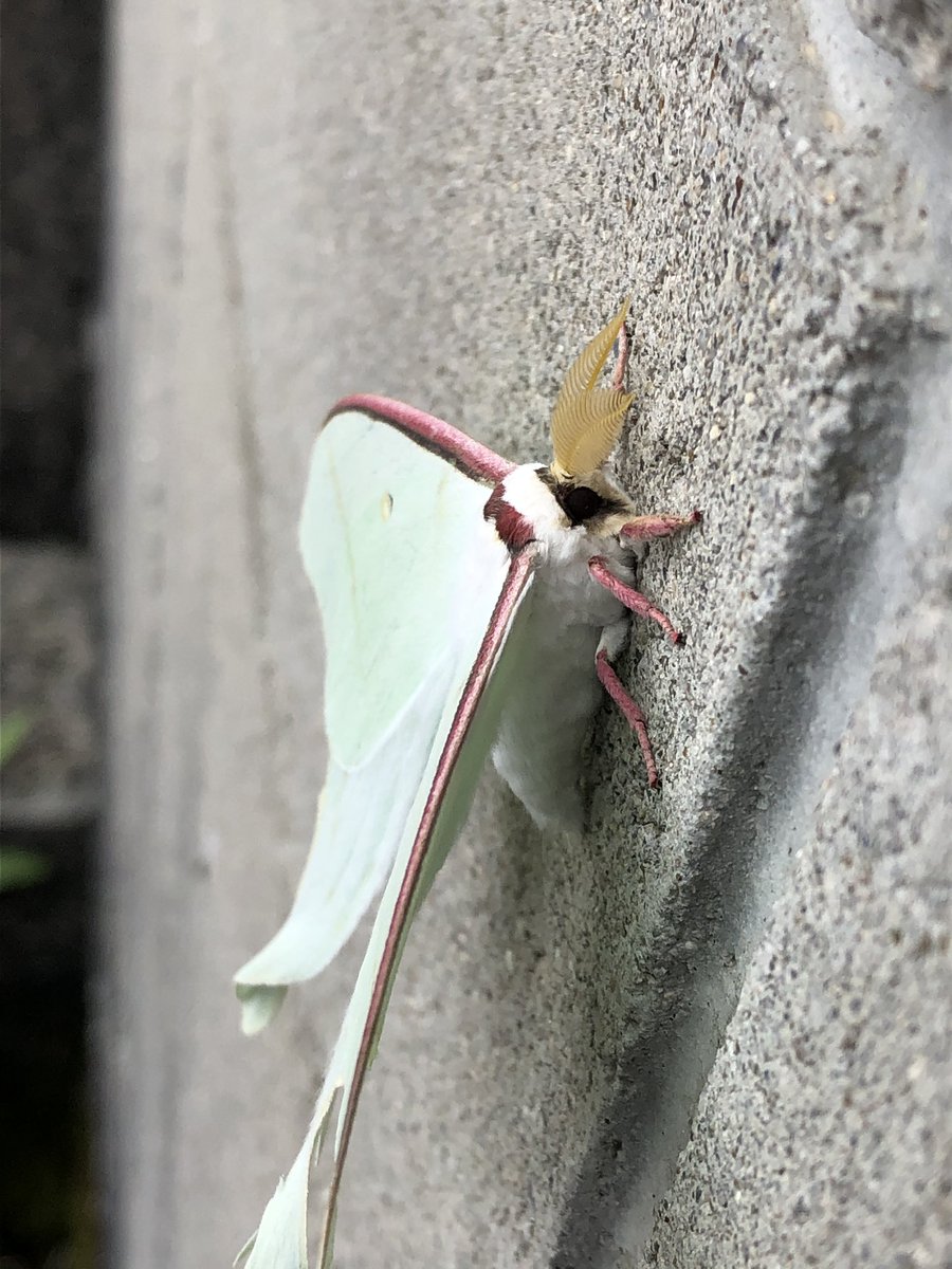 むっしー على تويتر 本当に可愛い オオミズアオ