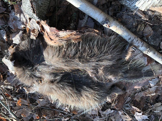 ScoutingSt's tweet photo. When you open your email in the morning, and one of your Beavers has sent you pictures of poop, salamander and a dead porcupine as part of his JOTT hike and you say, WOW, well done! #scoutscanada #scoutingfromhome #scoutsdothings https://t.co/ZiISO1A7GZ